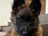 Disponible mai 2024 chiot Berger Belge Tervueren