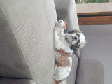 Mâle Shih Tzu disponible pour saillie