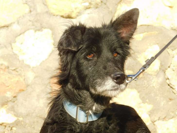LUCHO, SOS chien senior à adopter en don libre