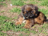 Adorables chiots Shih Tzu à vendre