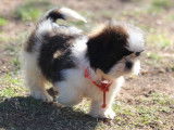 Adorables chiots Shih Tzu à vendre
