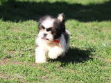 Adorables chiots Shih Tzu à vendre