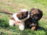 Adorables chiots Shih Tzu à vendre