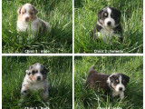 Chiots Berger Australien LOF disponibles au printemps