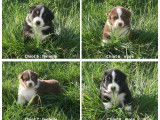 Chiots Berger Australien LOF disponibles au printemps