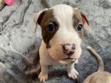Chiots Pitbull à vendre