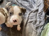Chiots Pitbull à vendre