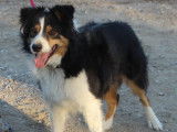 Adoption DON Libre