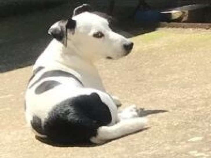 Disponible à l'adoption : chien noir et blanc