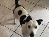 Disponible à l'adoption : chien noir et blanc