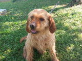 Petit Fauve de Bretagne recherche famille