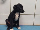 En quête d'un foyer : chiot mâle