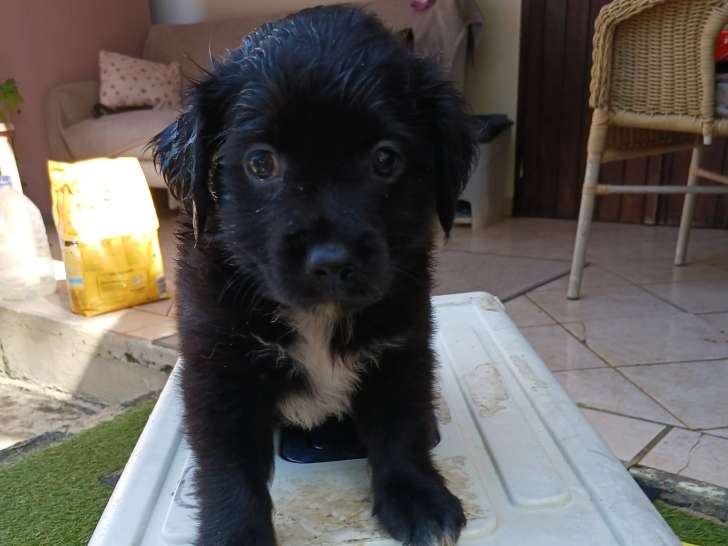 Chiot mâle en quête d'une famille