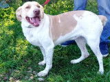 Chienne beige cherchant une famille