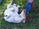 Chienne beige cherchant une famille
