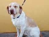 Chienne beige cherchant une famille