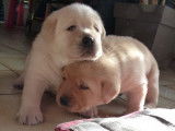 Chiots Labrador sable LOF