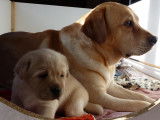 Chiots Labrador sable LOF