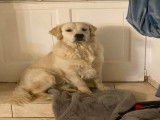 Ulysse, mâle Golden Retriever LOF disponible pour saillie