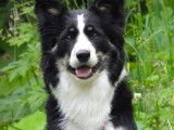 Mâle Border Collie disponible pour saillie