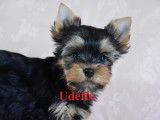 Adorables chiots Yorkshire Terrier LOF &agrave; vendre
