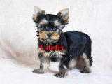 Adorables chiots Yorkshire Terrier LOF &agrave; vendre