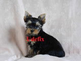Adorables chiots Yorkshire Terrier LOF &agrave; vendre