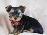 Adorables chiots Yorkshire Terrier LOF &agrave; vendre