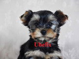 Adorables chiots Yorkshire Terrier LOF &agrave; vendre
