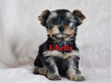 Adorables chiots Yorkshire Terrier LOF &agrave; vendre