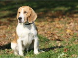 Chienne Beagle LOF de 5 ans à réserver