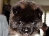 Chiots Akita Américain LOF à vendre