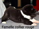 Chiots Akita Américain LOF à vendre
