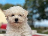 Des chiots Bichons Frisés blancs LOF à réserver
