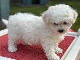 Des chiots Bichons Frisés blancs LOF à réserver