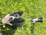 Chiot mâle Border Collie à vendre