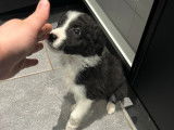 Chiot mâle Border Collie à vendre