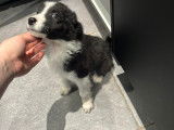 Chiot mâle Border Collie à vendre