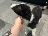 Chiot mâle Border Collie à vendre