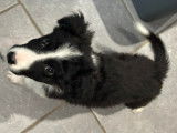 Chiot mâle Border Collie à vendre