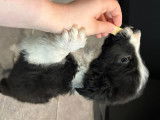 Chiot mâle Border Collie à vendre