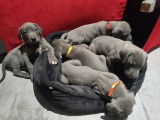Chiots Dogue Allemand &agrave; vendre