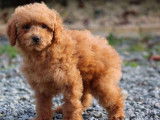 2 chiots femelles Caniches LOF, de novembre 2023, à vendre