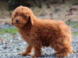 2 chiots femelles Caniches LOF, de novembre 2023, à vendre