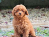 2 chiots femelles Caniches LOF, de novembre 2023, à vendre