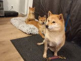 À vendre : un chiot mâle Shiba Inu LOF fauve