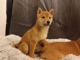 À vendre : un chiot mâle Shiba Inu LOF fauve