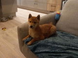À vendre : un chiot mâle Shiba Inu LOF fauve