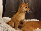 À vendre : un chiot mâle Shiba Inu LOF fauve