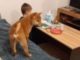 À vendre : un chiot mâle Shiba Inu LOF fauve